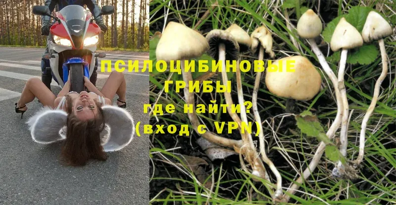 продажа наркотиков  Дальнереченск  Псилоцибиновые грибы Magic Shrooms 